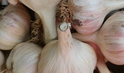 5 Reasons You Should Grow Garlic Image